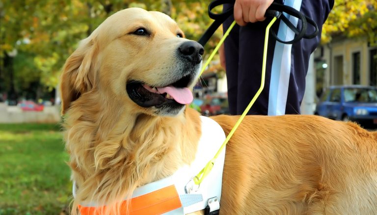 Derby businesses warned to let in assistance dogs
