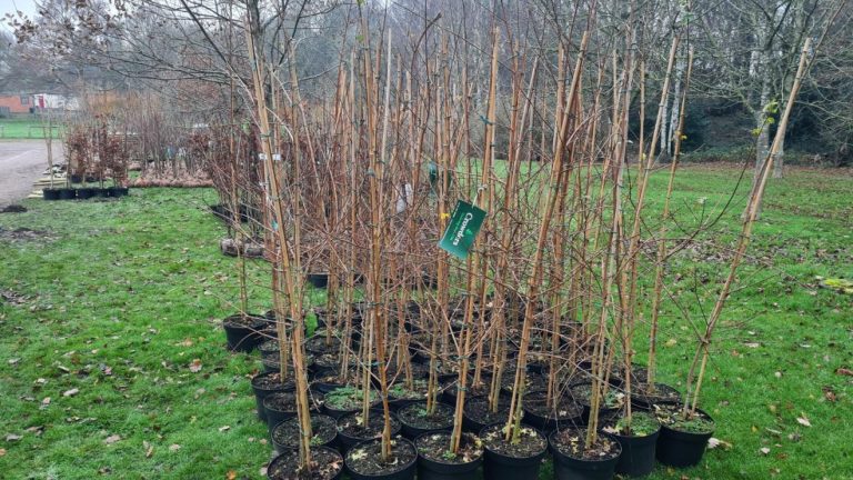 Landowners and farmers offered free trees to plant on their land