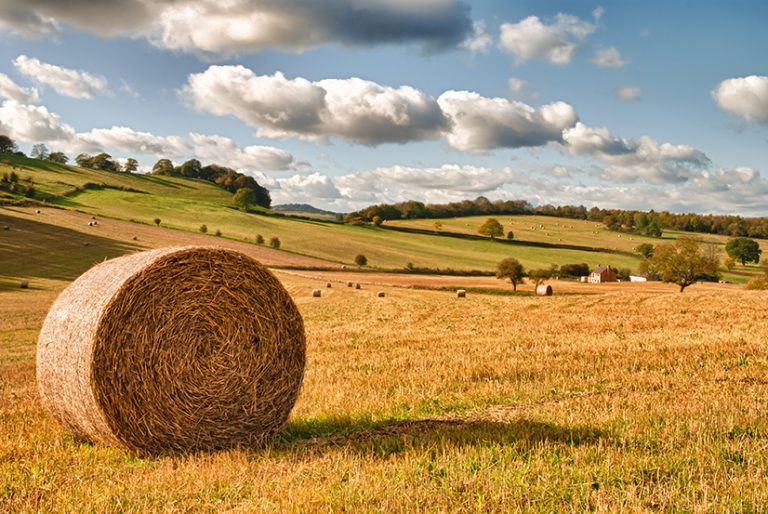Major retailers suspend Lincolnshire pig supplier following animal welfare investigation
